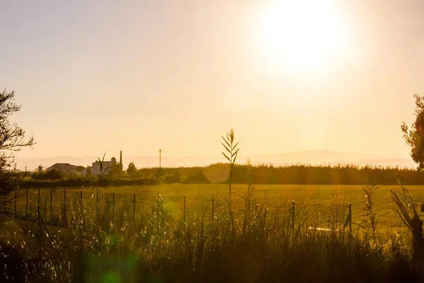 Gün batımında pirinç tarlaları La Albufera, Valencia, İspanya