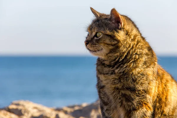 Μια αδέσποτη γάτα στο λιμάνι, με τη θάλασσα στο παρασκήνιο — Φωτογραφία Αρχείου