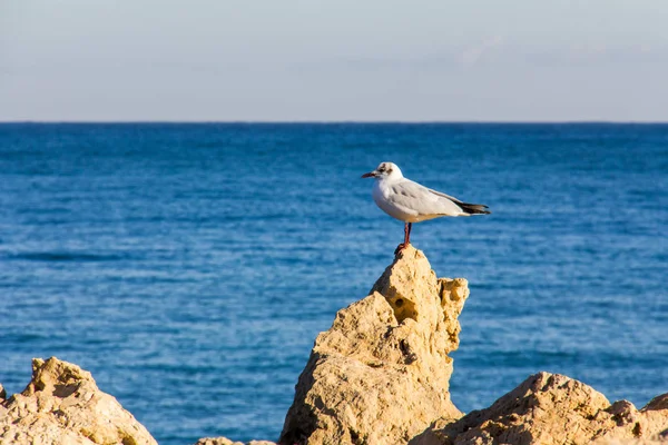 Uma gaivota em uma rocha com o mar no fundo — Fotografia de Stock