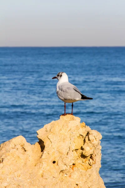 Uma gaivota em uma rocha com o mar no fundo — Fotografia de Stock