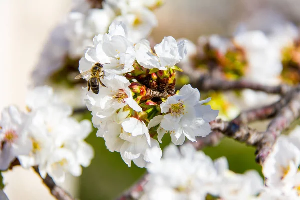 Крупный план пчелы опыляющей вишневый цветок — стоковое фото