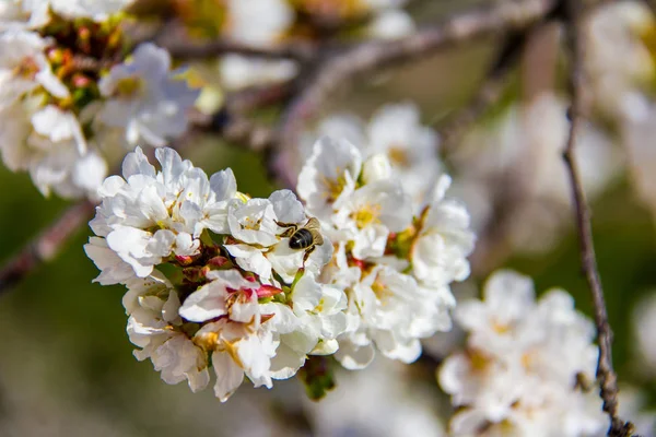 Крупный план пчелы опыляющей вишневый цветок — стоковое фото