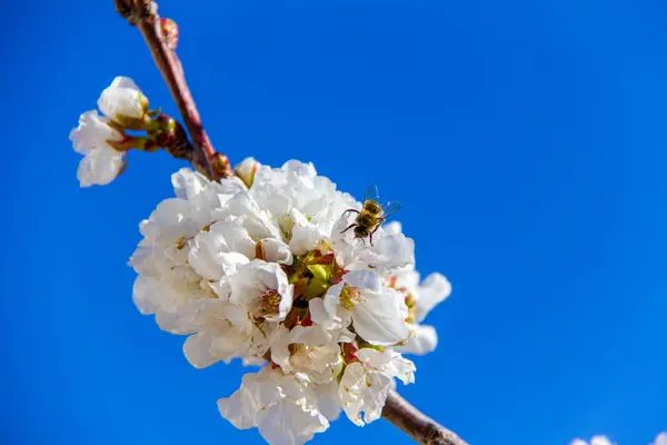 Крупный план вишневого цветка и опыляющей его пчелы — стоковое фото