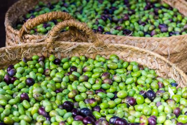 Taze zeytin sadece hasat
