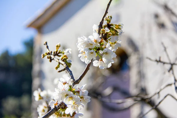 Цветок вишни в Валь-де-Лагуар, Испания. Небольшой Эрмитаж на заднем плане — стоковое фото