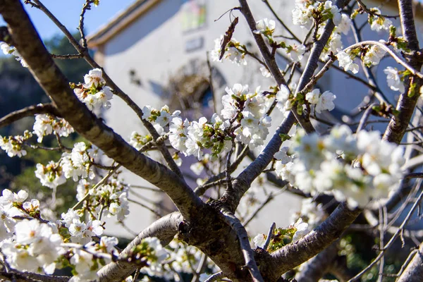 Cherry tree in bloom in Vall de Laguar, Spain. Небольшой Эрмитаж на заднем плане — стоковое фото