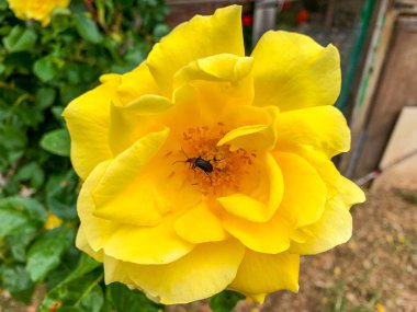 Sarı bir gülün içindeki böcek