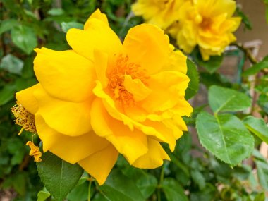 Bahçede sarı bir gül