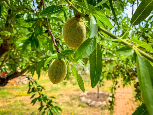 Green almonds in a tree
