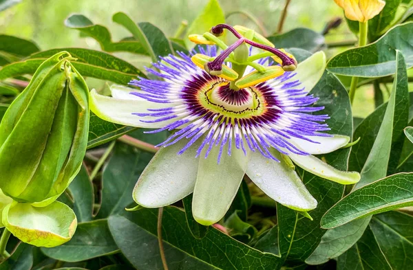 Flor colorida de la pasión, Passiflora Caerulea — Foto de Stock