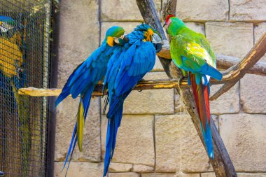 Bir dalda poz veren bir grup papağan. Bir yeşil ve iki mavi.