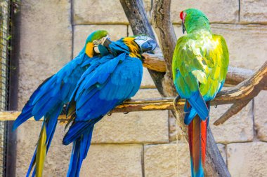 Bir dalda poz veren bir grup papağan. Bir yeşil ve iki mavi.