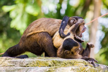 İki kahverengi kapuçin maymun mücadele ve bir kaya üzerinde oynuyor