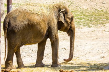 Hayvanat bahçesinde asya fili