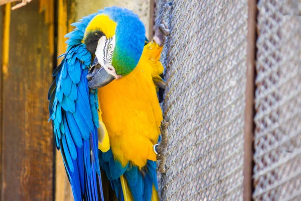 Un guacamayo azul y dorado en cautiverio dentro de una jaula, encaramado en una f — Foto de Stock