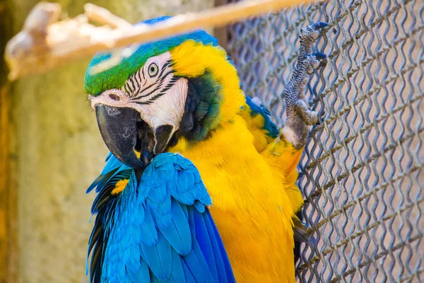 A blue and gold macaw in captivity inside a cage, perched on a f