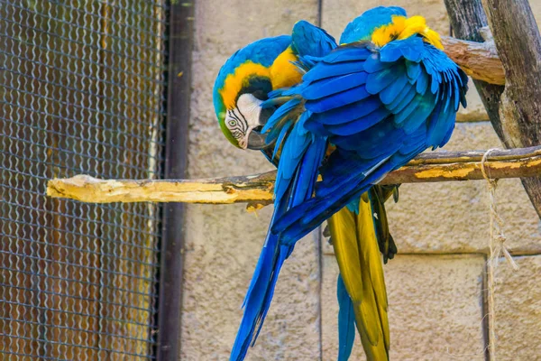 Un par de guacamayos azules y dorados posando en una rama — Foto de Stock