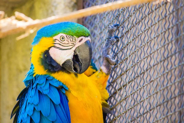 Un guacamayo azul y dorado en cautiverio dentro de una jaula, encaramado en una f — Foto de Stock