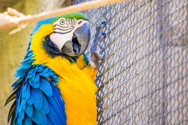 Un guacamayo azul y dorado en cautiverio dentro de una jaula, encaramado en una f — Foto de Stock