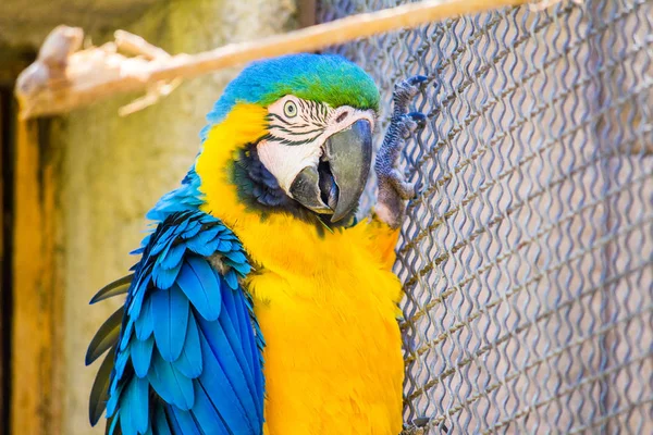 Un guacamayo azul y dorado en cautiverio dentro de una jaula, encaramado en una f — Foto de Stock