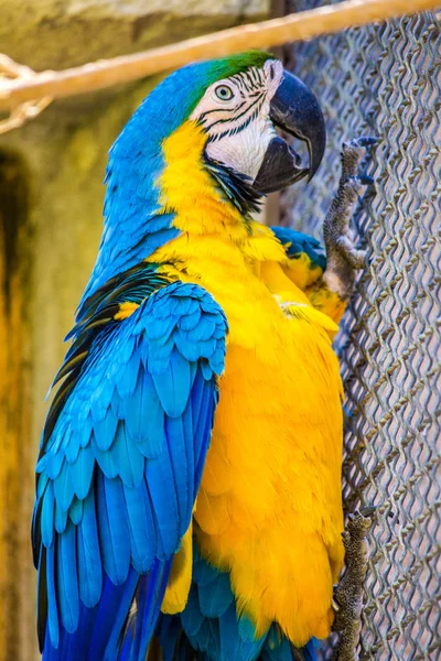 Un guacamayo azul y dorado en cautiverio dentro de una jaula, encaramado en una f — Foto de Stock