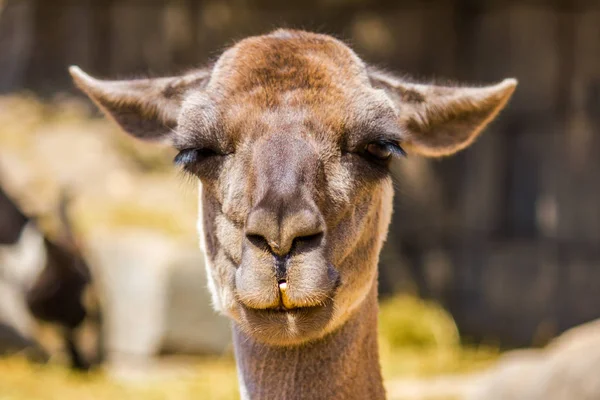 Kahverengi lama, lama glama yakın çekim