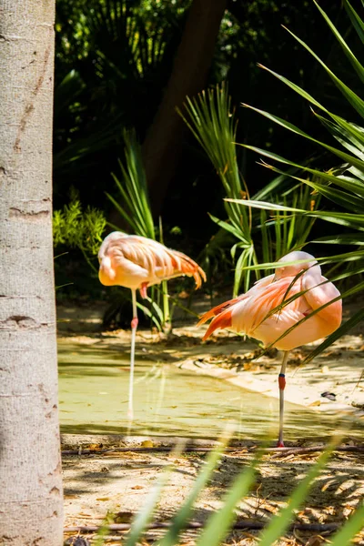 Dos flamencos rosados en un estanque — Foto de Stock