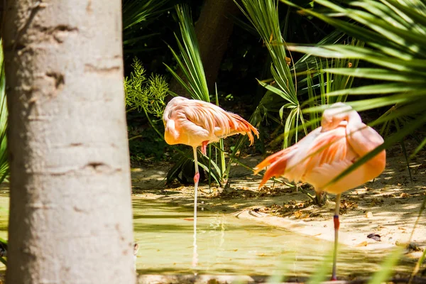 Dos flamencos rosados en un estanque — Foto de Stock