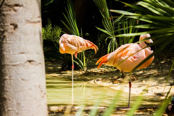 Dos flamencos rosados en un estanque — Foto de Stock