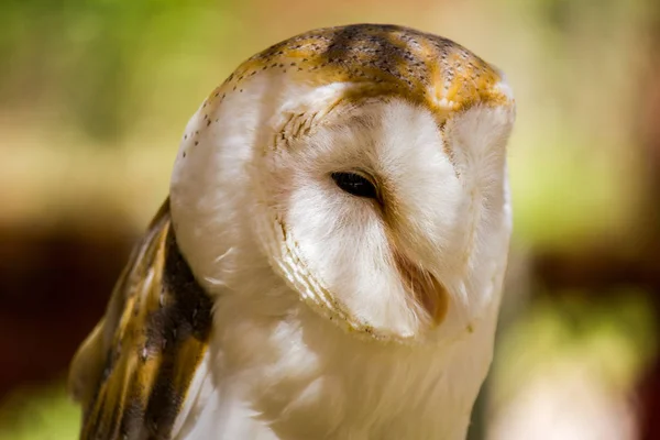 Retrato de close-up de uma coruja de celeiro (Tyto alba ) — Fotografia de Stock