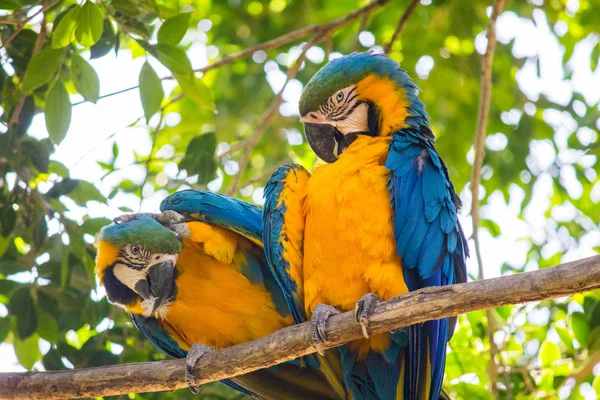 Un par de guacamayos azules y dorados posando en una rama — Foto de Stock