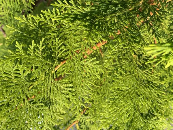 Vue Détaillée Des Feuilles Cyprès Texture Verte Pour Fond — Photo