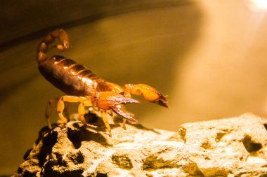 Zehirli çöl akrebi, Hadrurus arizonensis, bir kayanın üzerinde