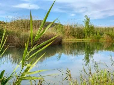 İspanya, Pego 'daki La Marjal sulak alanındaki bir nehrin panoramik manzarası.