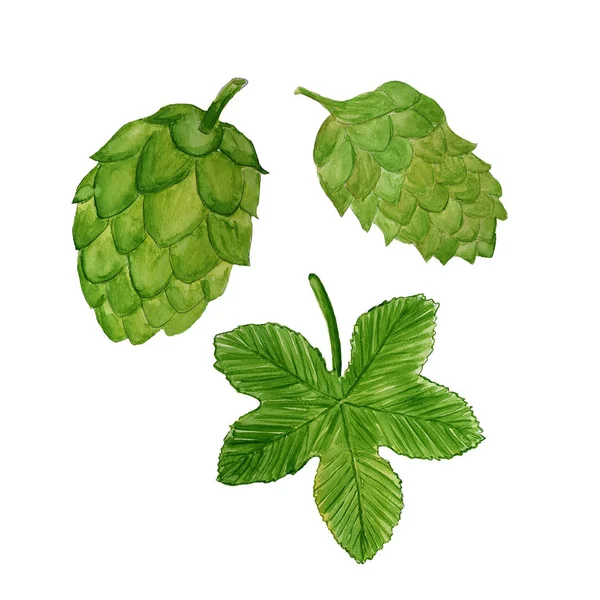 Watercolor illustration of hop plant. Cone of hop, hop`s leaf.