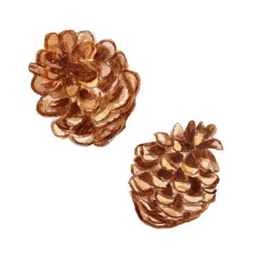 Çam kozalağı. Beyaz backgroun üzerine suluboya el çizilmiş illüstrasyon