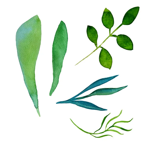 Zestaw akwarelowych gałęzi w kolorach zielonym i niebieskim — Zdjęcie stockowe