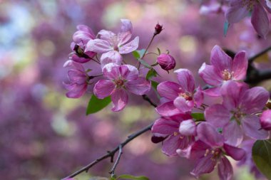 Bahar çiçekli ağaçlar. O-ebilmek var kullanılmış bir takvim oluşturmak için 