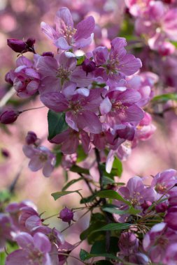 Bahar çiçekli ağaçlar. O-ebilmek var kullanılmış bir takvim oluşturmak için 