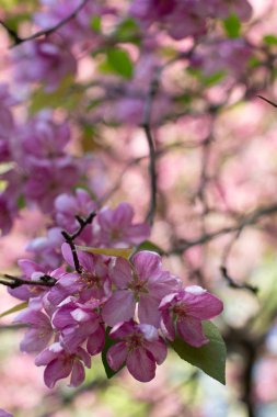 Bahar çiçekli ağaçlar. O-ebilmek var kullanılmış bir takvim oluşturmak için 