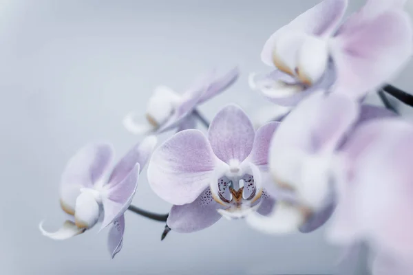 柔らかい光で撮影された美しい繊細な蘭の花 — ストック写真