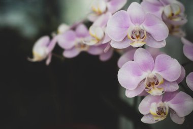 Yumuşak ışıkta çekilmiş güzel orkide çiçekleri.