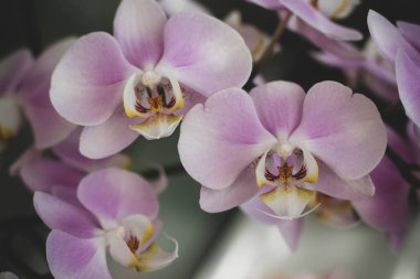 Yumuşak ışıkta çekilmiş güzel orkide çiçekleri.