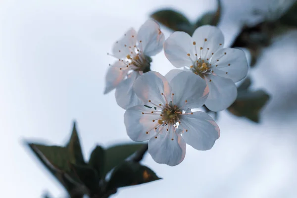 Wiosna Kwitnienia Drzew Szyte Zbliżenia Twórczego Przetwarzania — Zdjęcie stockowe