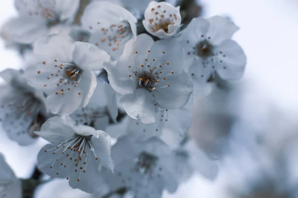 Wiosna Kwitnienia Drzew Szyte Zbliżenia Twórczego Przetwarzania — Zdjęcie stockowe