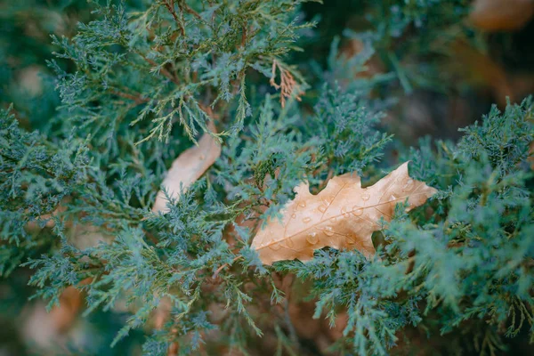 Malerischen Hintergrund Mit Pflanzen Herbstlichen Park Kann Der Kreativität Oder — Stockfoto