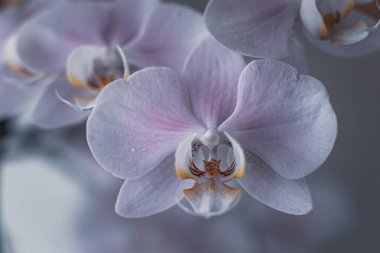 Yumuşak ışıkta çekilmiş güzel orkide çiçekleri.