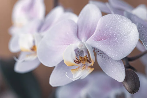 美丽精致的兰花在柔和的光线下绽放 — 图库照片