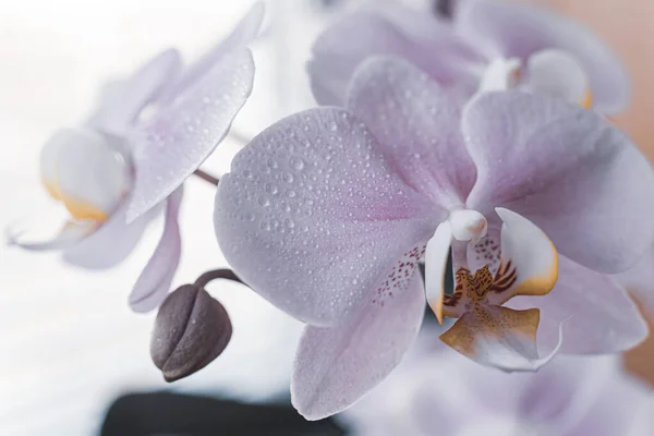 Krásné Jemné Orchidej Květiny Střílel Měkkém Světle — Stock fotografie