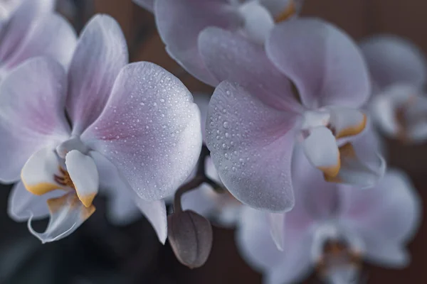 美丽精致的兰花在柔和的光线下绽放 — 图库照片